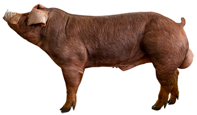 PIC®800 boar